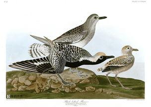 美国鸟类,美国鸟类多样性概览