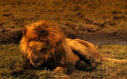 最后的狮子