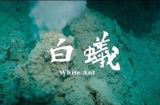 白蚁:欲望谜网,欲望谜网中的生存与诱惑