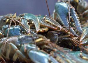 龙虾的呐喊,揭秘海洋生物的生存智慧